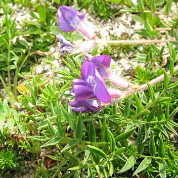 Oxytropis japonica var. japonica unspecified picture