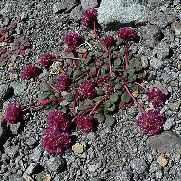 Cistanthe umbellata unspecified picture