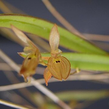 Acianthera octophrys unspecified picture