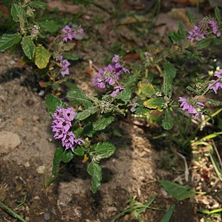 Thomasia purpurea unspecified picture