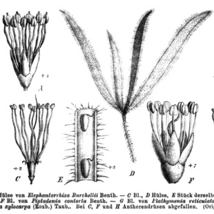 Pseudopiptadenia unspecified picture