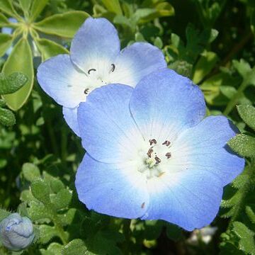 Nemophila unspecified picture