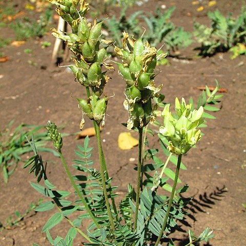 Oxytropis hippolyti unspecified picture