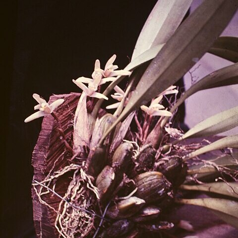 Maxillaria parkeri unspecified picture