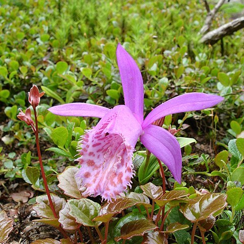 Pleione limprichtii unspecified picture