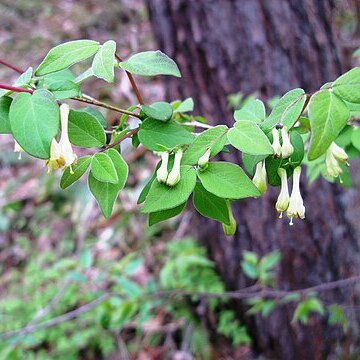 Lonicera ramosissima unspecified picture