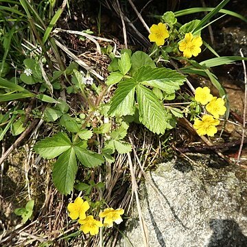 Potentilla togasii unspecified picture