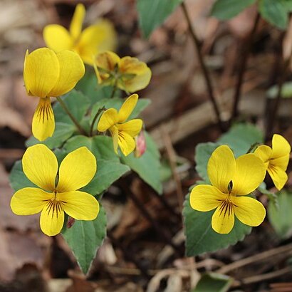 Viola orientalis unspecified picture