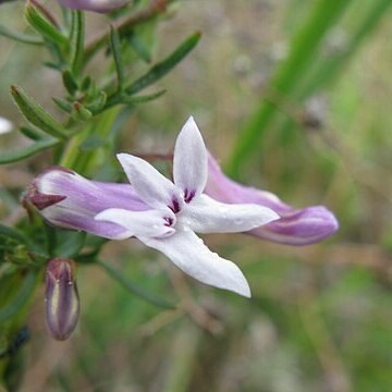 Cyphia digitata unspecified picture