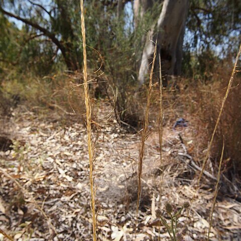 Austrostipa nitida unspecified picture