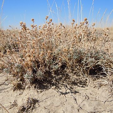 Artemisia pedatifida unspecified picture