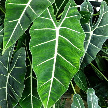 Alocasia micholitziana unspecified picture