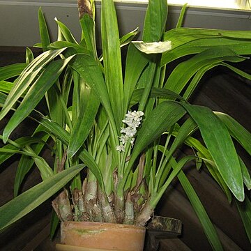 Bryobium hyacinthoides unspecified picture