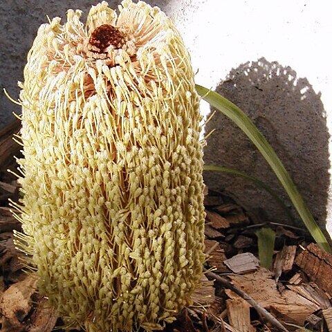 Banksia petiolaris unspecified picture