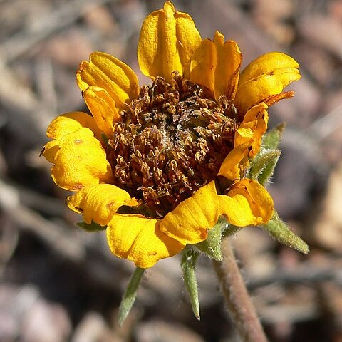 Balsamorhiza hispidula unspecified picture