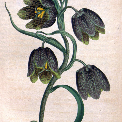 Fritillaria caucasica unspecified picture