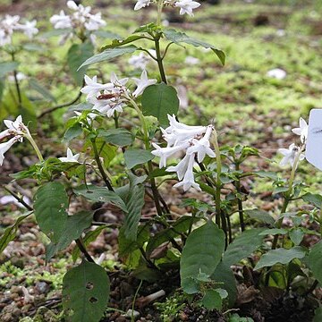 Ophiorrhiza japonica unspecified picture