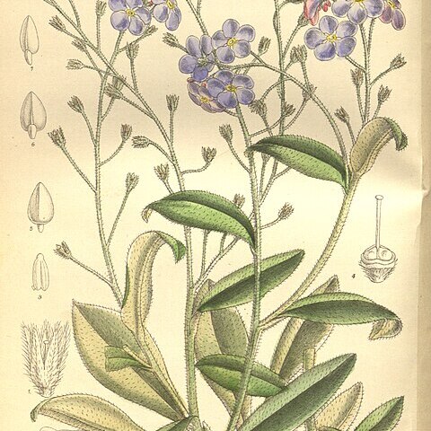 Myosotis dissitiflora unspecified picture