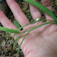 Sisyrinchium dichotomum unspecified picture