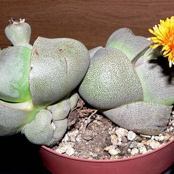 Pleiospilos unspecified picture