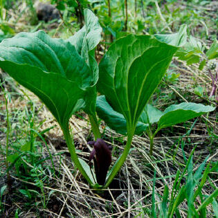 Trillium petiolatum unspecified picture