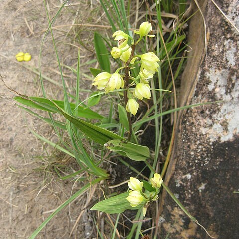 Koellensteinia kellneriana unspecified picture