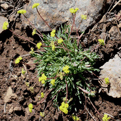 Lomatium greenmanii unspecified picture