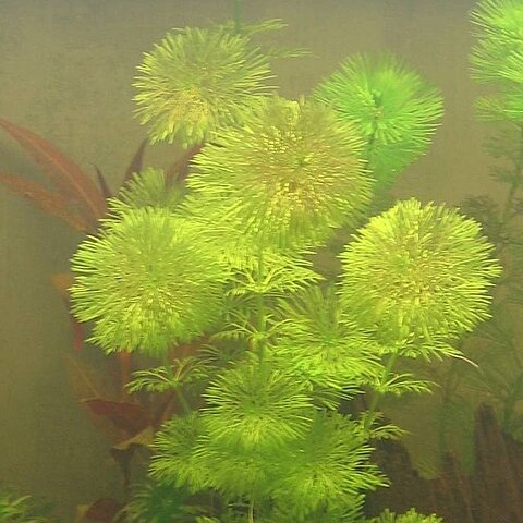 Limnophila sessiliflora unspecified picture