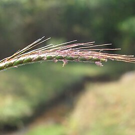 Dichanthium aristatum unspecified picture