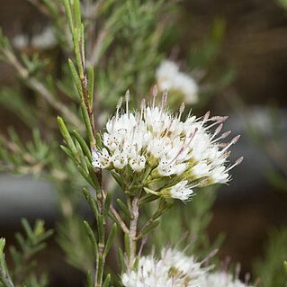 Homoranthus wilhelmii unspecified picture