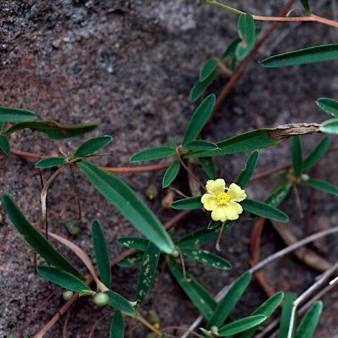 Hibbertia lepidota unspecified picture