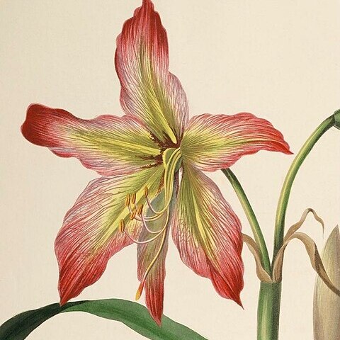 Hippeastrum psittacinum unspecified picture