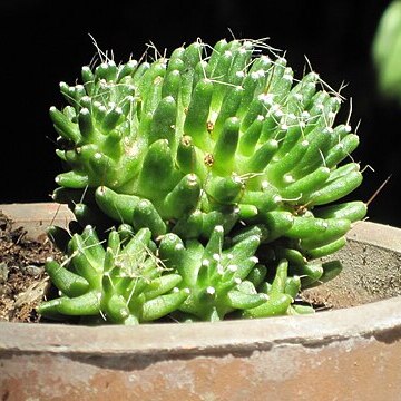 Mammillaria painteri unspecified picture