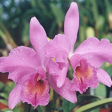 Cattleya warscewiczii unspecified picture