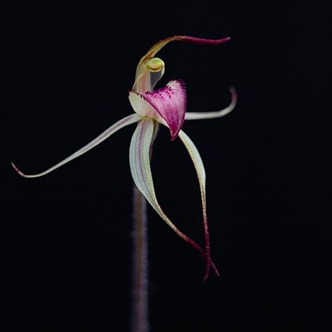 Caladenia fitzgeraldii unspecified picture