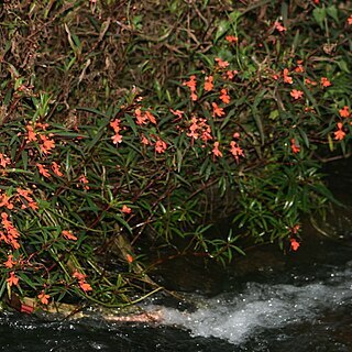 Impatiens verticillata unspecified picture