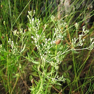 Eupatorium mohrii unspecified picture