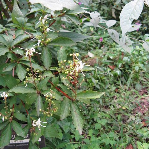 Elliottia paniculata unspecified picture