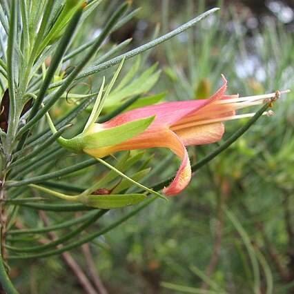 Eremophila oldfieldii unspecified picture