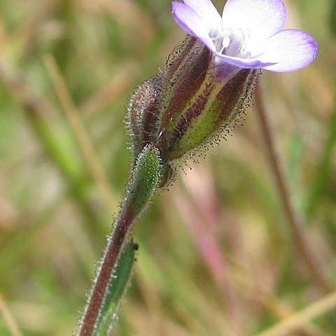 Gilia millefoliata unspecified picture