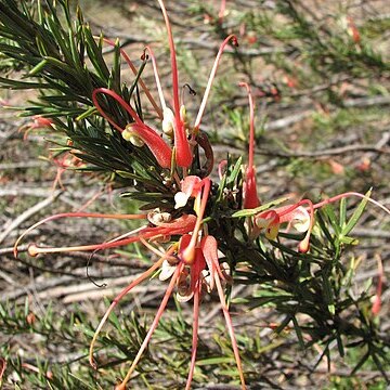 Grevillea tripartita unspecified picture