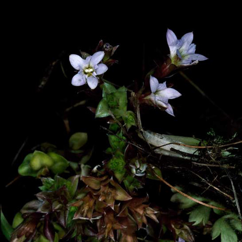 Gentiana baeuerlenii unspecified picture