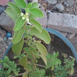 Brickellia cavanillesii unspecified picture