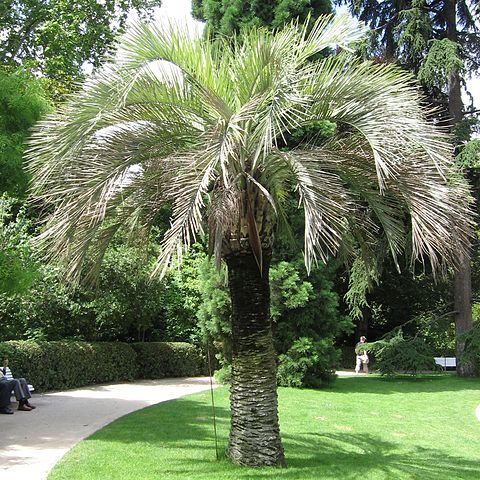 Butia odorata unspecified picture