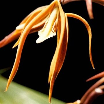 Bifrenaria steyermarkii unspecified picture