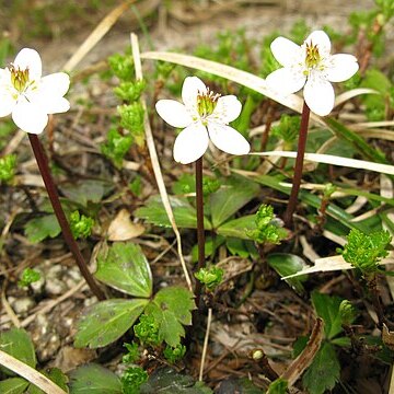 Coptis trifoliolata unspecified picture