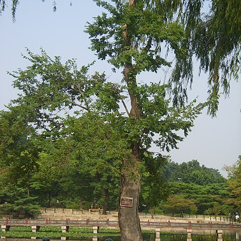 Hemiptelea davidii unspecified picture