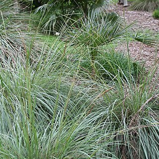 Coccothrinax ekmanii unspecified picture