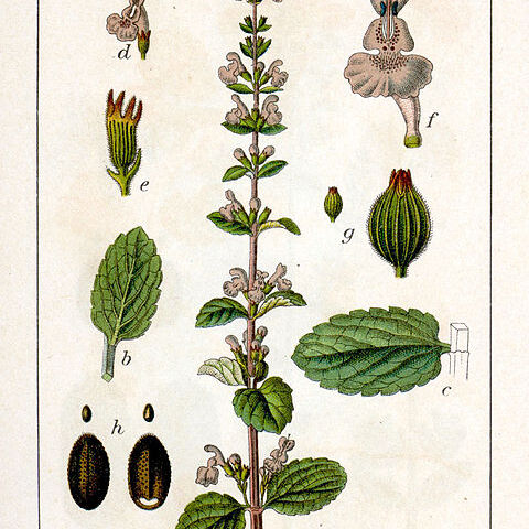 Nepeta sibirica unspecified picture