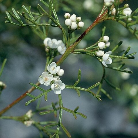 Boronia bipinnata unspecified picture